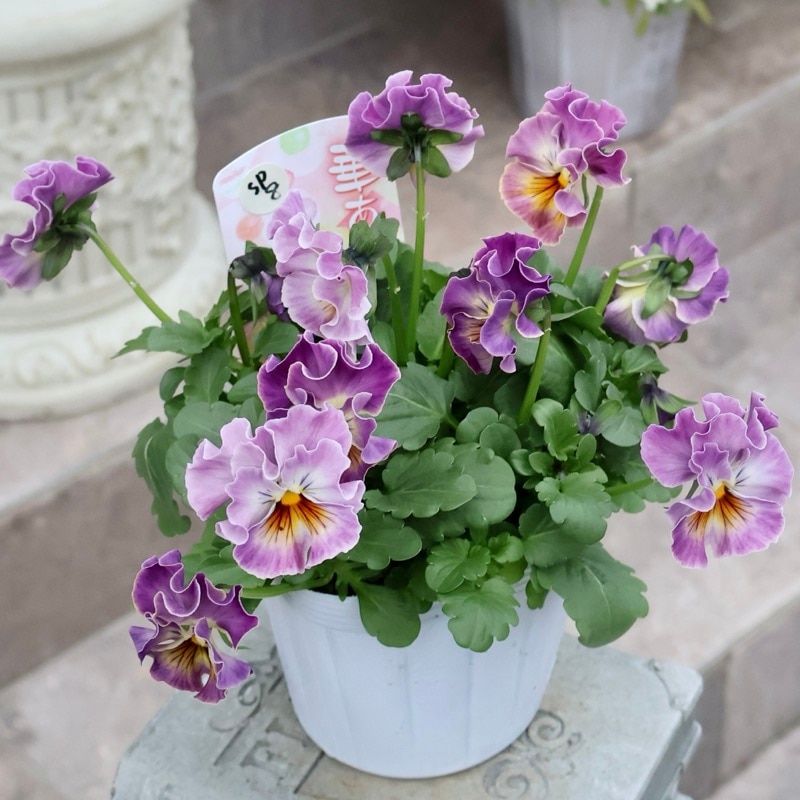 《画像の現品1点限り》超良株☆花日和さんのフリル咲きビオラ「華あられ」＜25SP8＞　