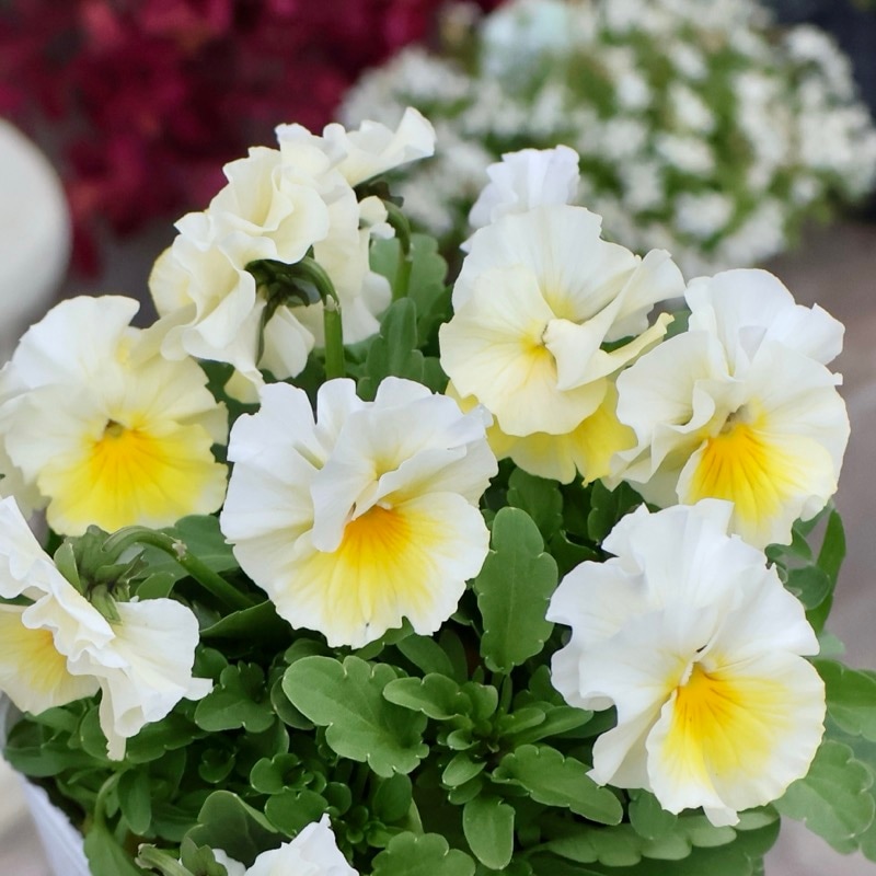 画像の現品1点限り》超良株☆花日和さんのフリル咲きビオラ「華あられ