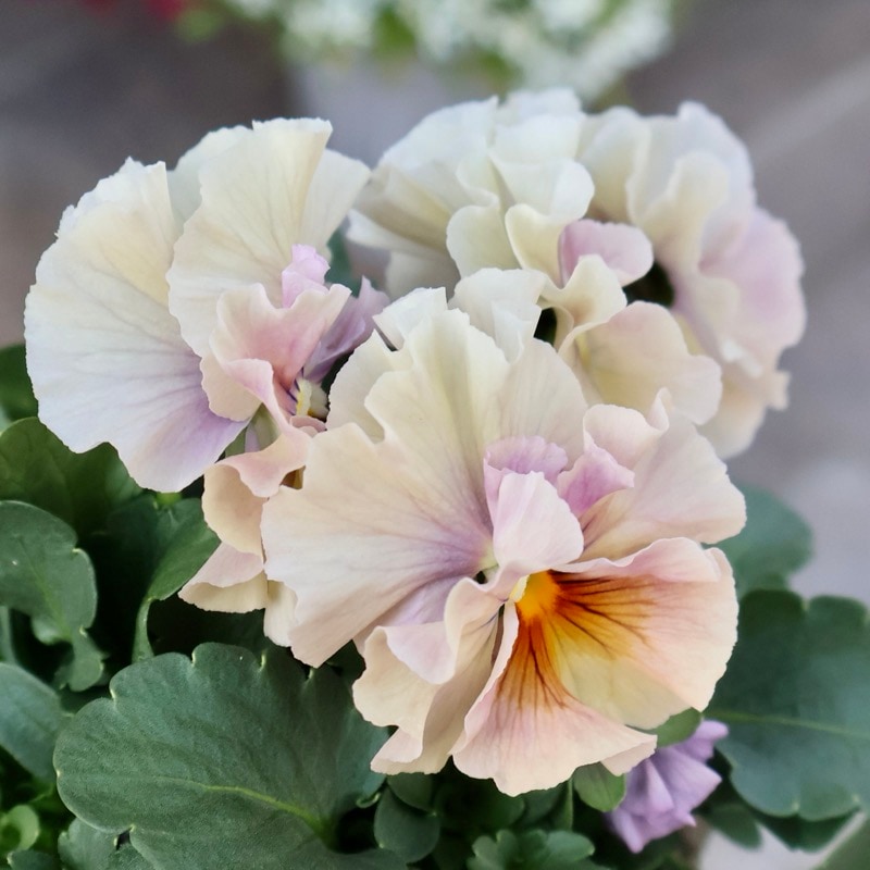 フリルビオラ アイクルール 花日和さん 花日和さん育種フリル咲き「アイクルール」・2025年12月中下旬ごろ販売