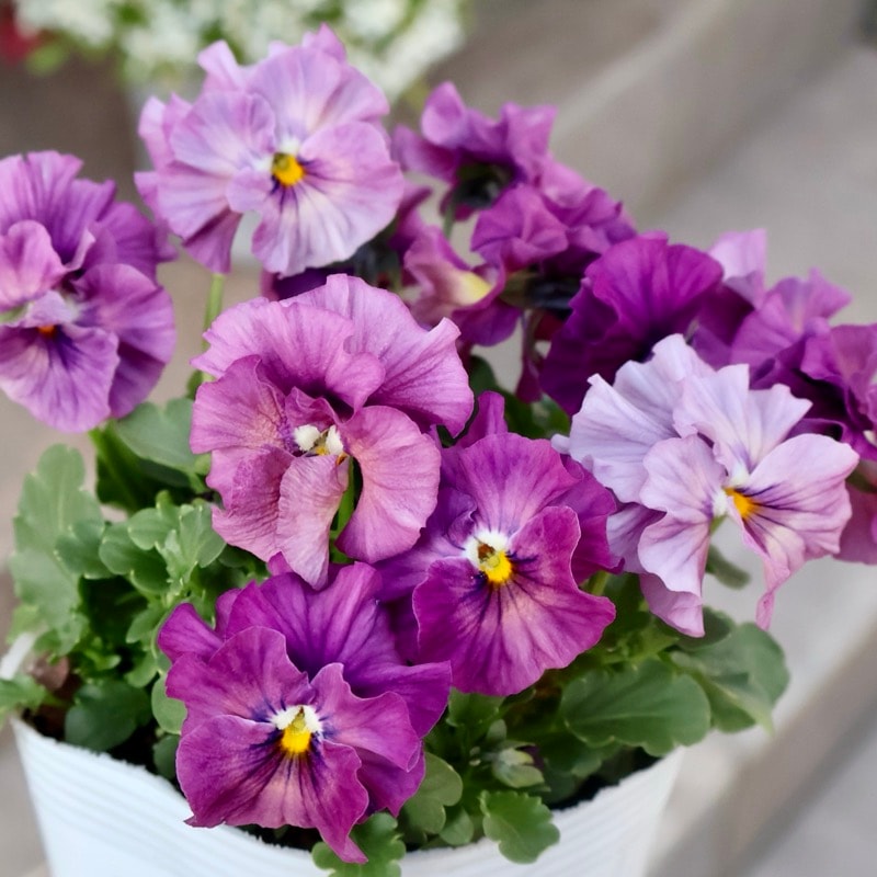 花日和さん育種フリル咲き「アイクルール」・2025年12月中下旬ごろ販売