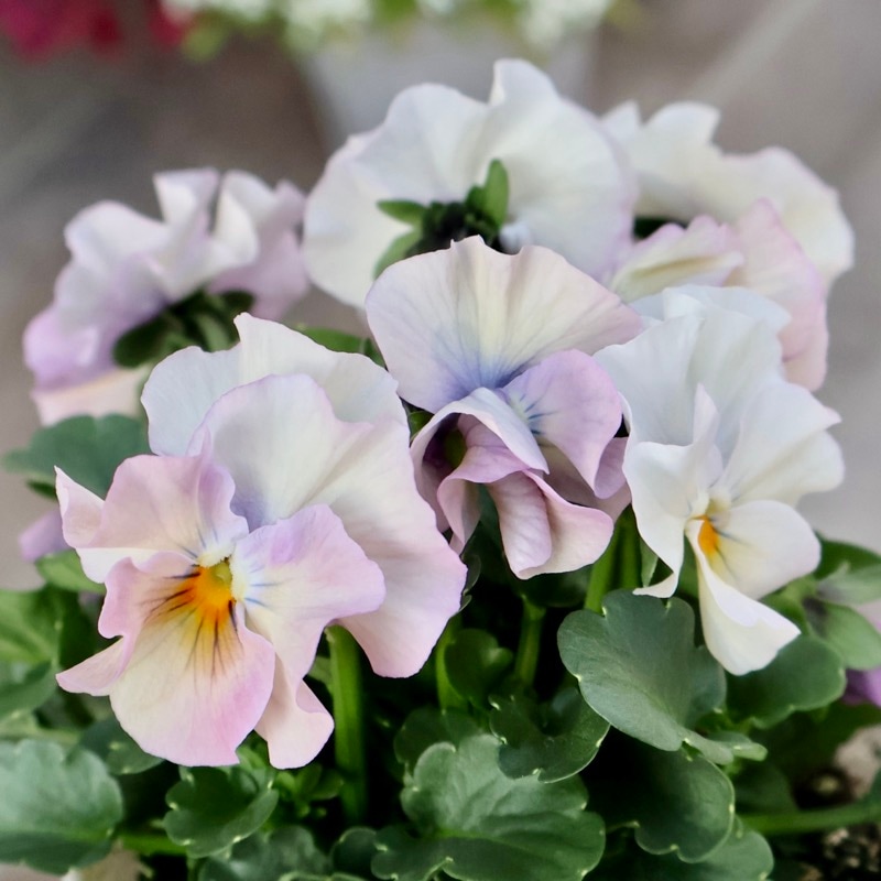 花日和さん育種フリル咲き「アイクルール」・2025年12月中下旬ごろ販売