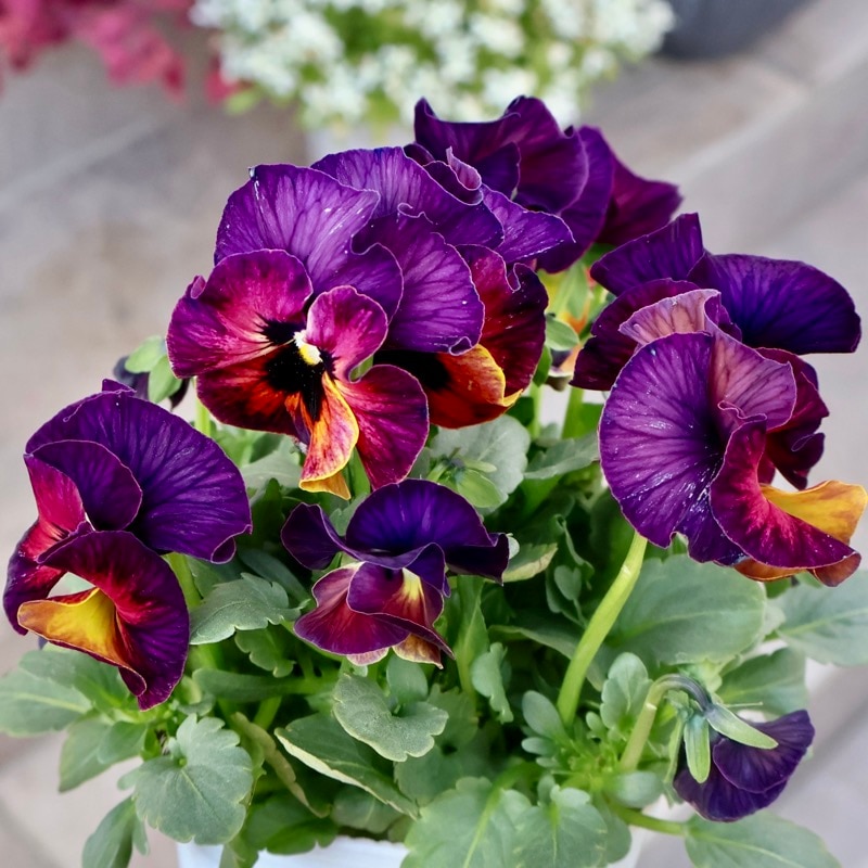 ◆◆◆専用　ＦＲ65♥ 桂楓園さん　フリルパンジー　マジックアワー♥花苗ポット 桂楓園さん】パンジー「マジックアワー」花苗 花 苗 ガーデニング