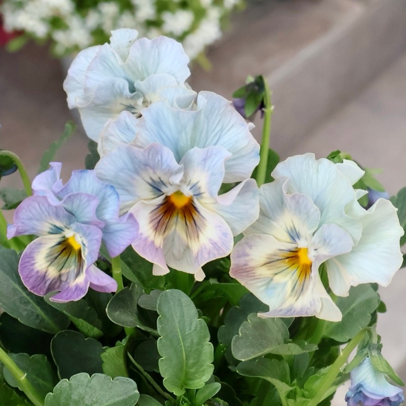 素敵な花苗とおしゃれなガーデニング雑貨｜ネット通販ショップ～風散歩～