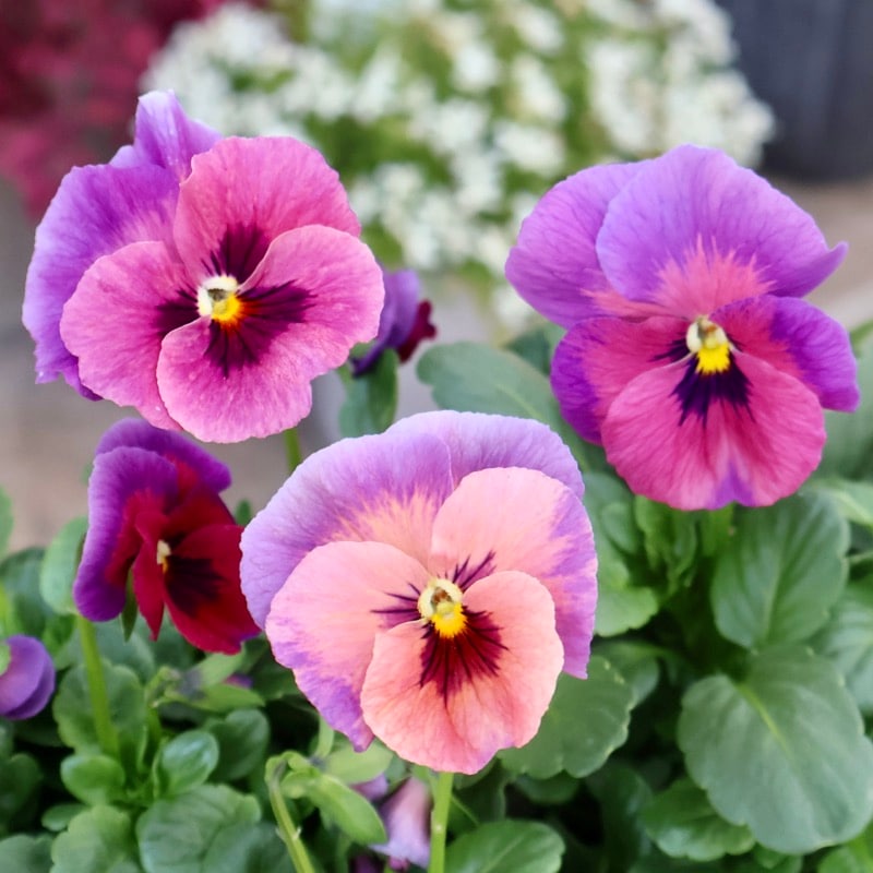 ビオラ図鑑 2ポットセット ら*ち様 ビオラ すみれ図鑑 2ポットセット - メルカリ