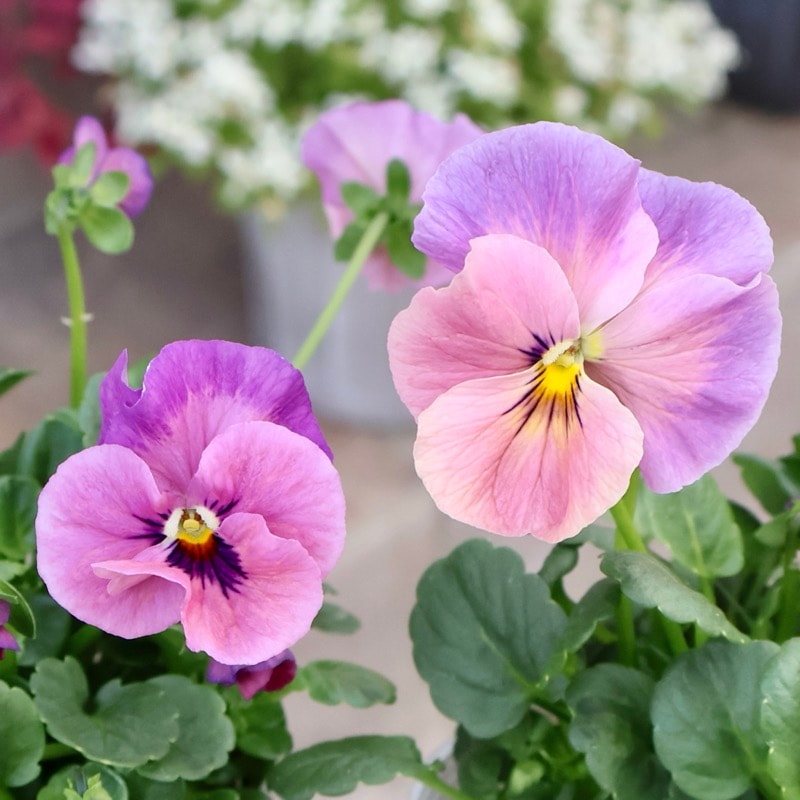 素敵な花苗とおしゃれなガーデニング雑貨｜ネット通販ショップ～風散歩～