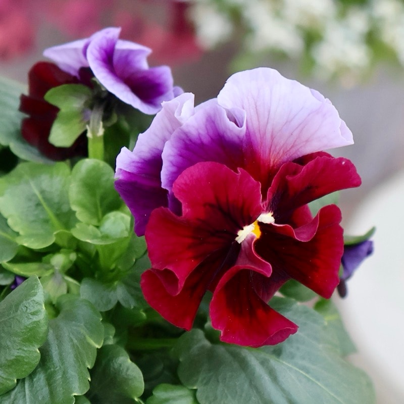 超希少★限定入荷の試作品種《画像の現品いずれか》フリルパンジー「リズ」7番