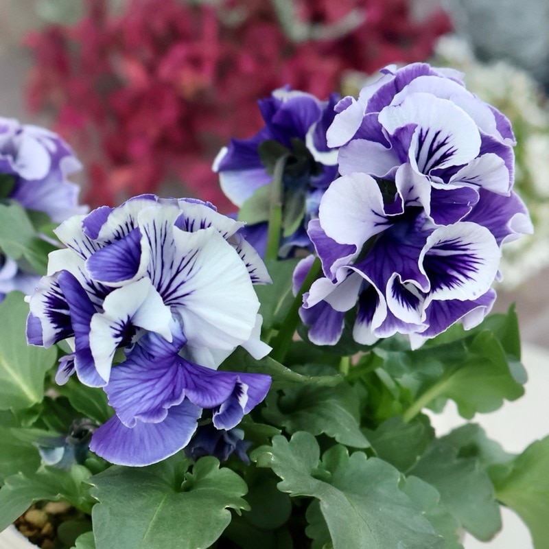 超希少★限定入荷の試作品種《画像の現品いずれか》フリルパンジー「リズ」8番