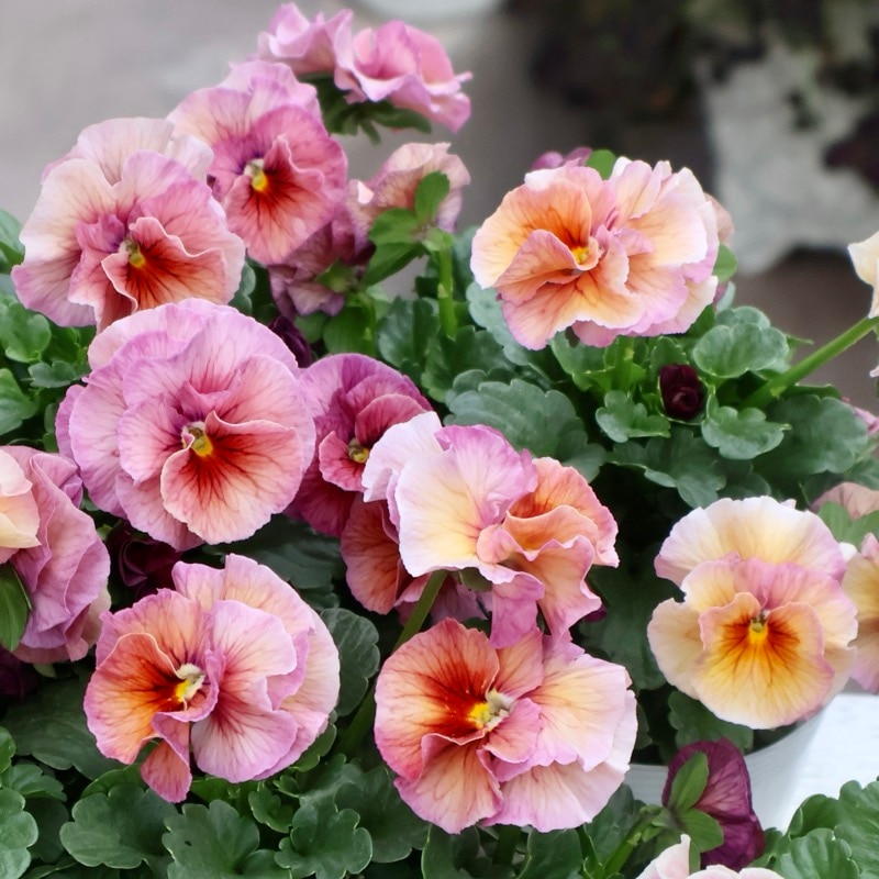 植田さん推しで飛び入り入荷☆高知・植田さんのビオラ☆試験品種〈25-6〉