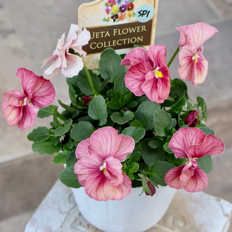 ガーデニング雑貨と花苗のセレクトショップ～風散歩～