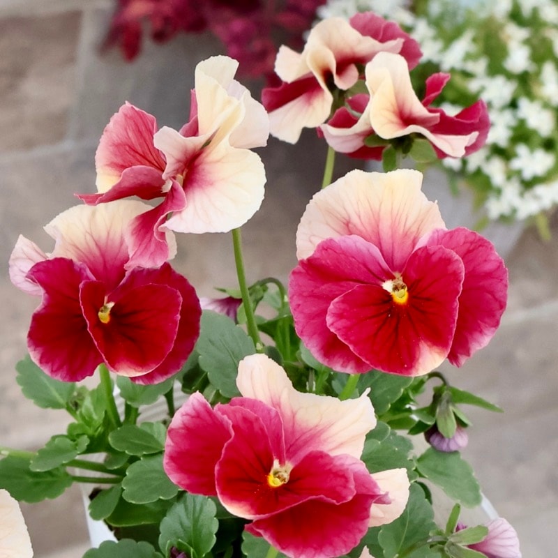 レア品☆画像の現品1点限り☆高知・植田さんのビオラ☆試験品種〈25SP02〉