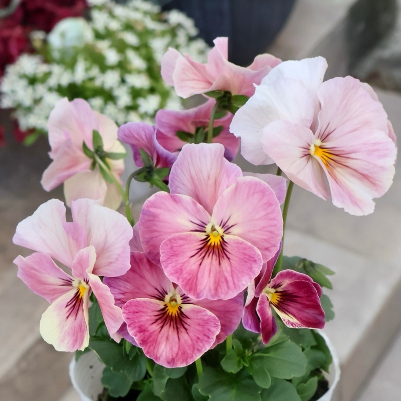 素敵な花苗とおしゃれなガーデニング雑貨｜ネット通販ショップ～風散歩～