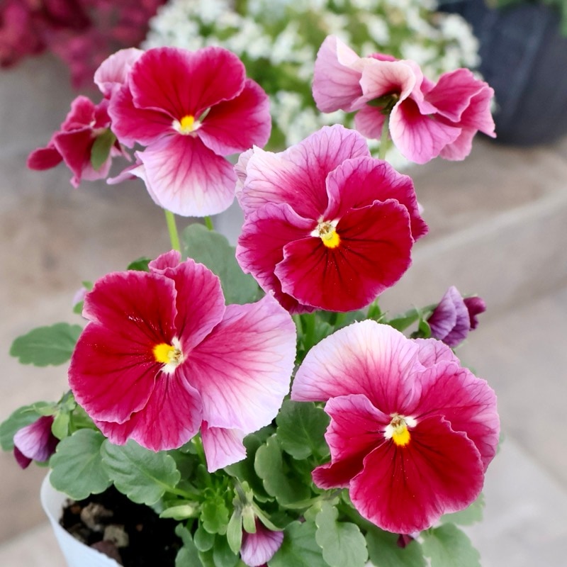 レア品☆画像の現品1点限り☆高知・植田さんのビオラ☆試験品種〈25SP04〉