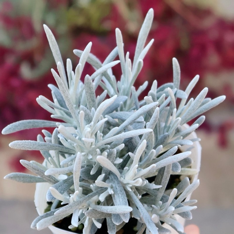 超良株♪ヘリクリサム「シアンスチャニカム」