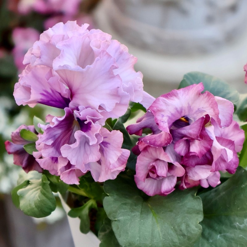 【花苗】101 サトウ園芸　ローブ・ドゥ・アントワネット □サトウ園芸 ハウス見学会 ・ローブ ドゥ アントワネットなど 黄色の