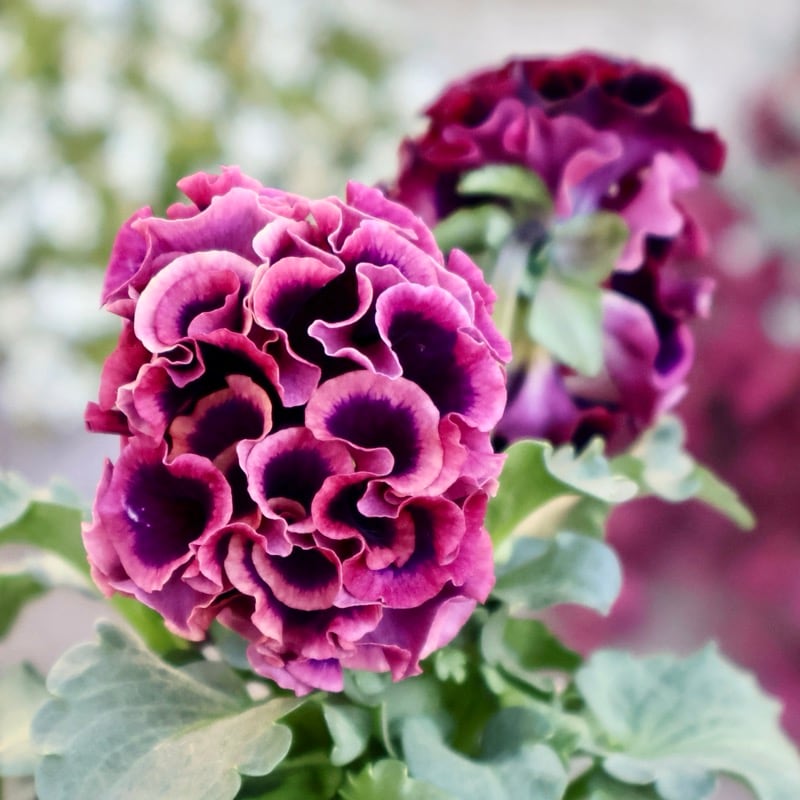 【花苗】101 サトウ園芸　ローブ・ドゥ・アントワネット 花苗】101 サトウ園芸 ローブ・ドゥ・アントワネット サトウ園芸