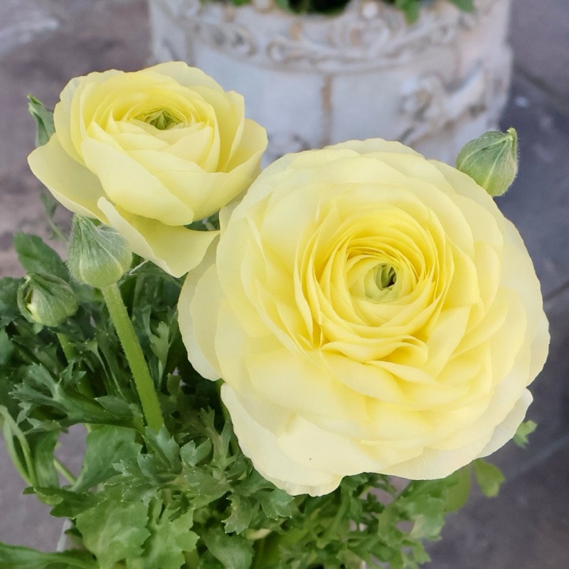 2年物のボリューム満点株♪ラナンキュラス「綾リッチ」5番(3.5号ポット)