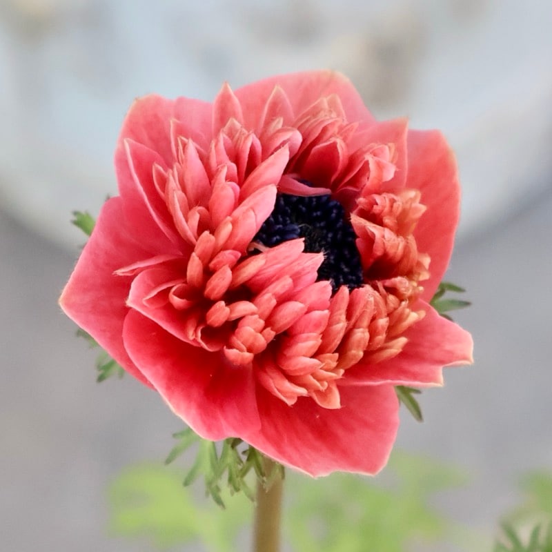 希少色《画像の現品1点限り》2年生株のプレミアム八重咲きアネモネ「パンドラ」47番