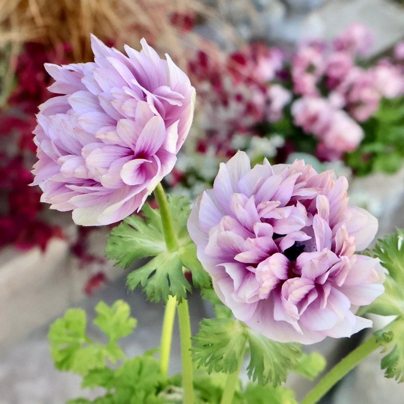 《画像の現品1点限り》2年生株のプレミアム八重咲きアネモネ「パンドラ」48番