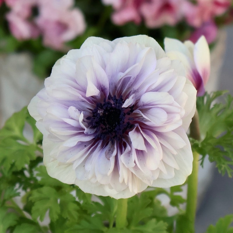 希少色《画像の現品1点限り》2年生株のプレミアム八重咲きアネモネ「パンドラ」49番