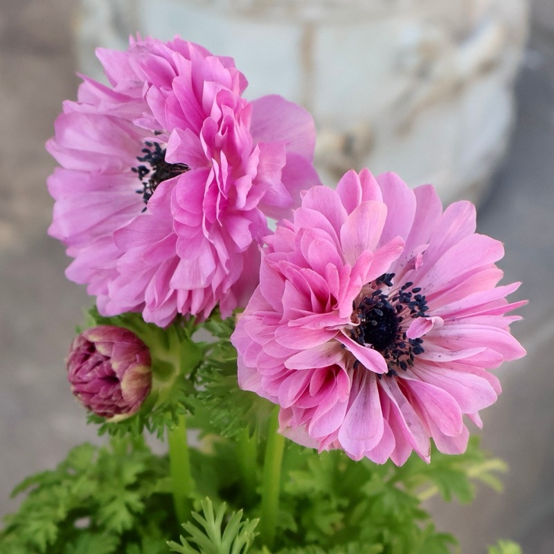 超良株《画像の現品1点限り》2年生株のプレミアム八重咲きアネモネ「パンドラ」50番