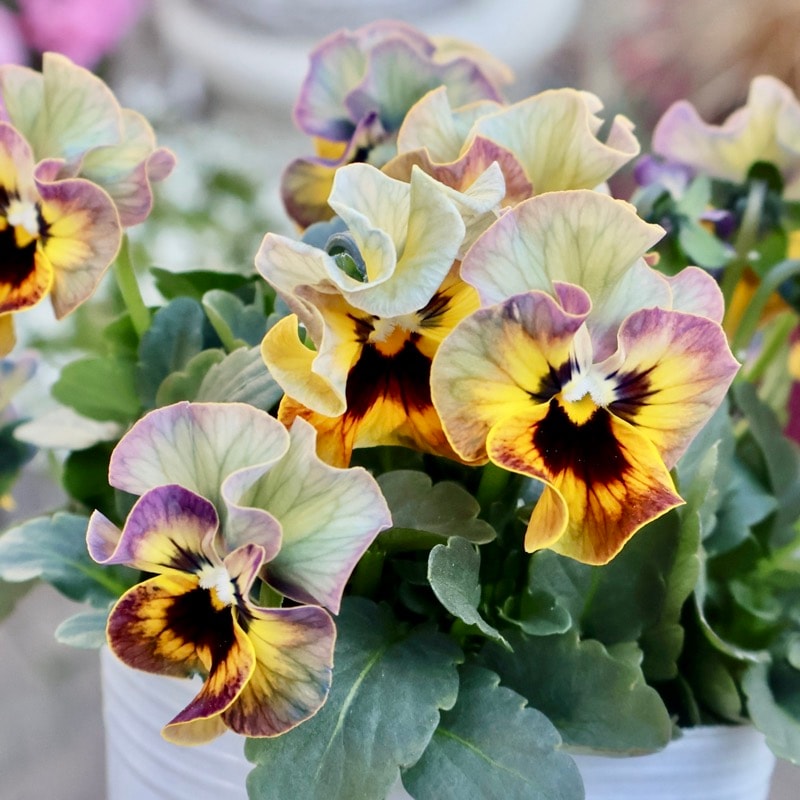 ◆◆◆専用　ＦＲ65♥ 桂楓園さん　フリルパンジー　マジックアワー♥花苗ポット 桂楓園さん】パンジー「マジックアワー」花苗 花 苗 ガーデニング
