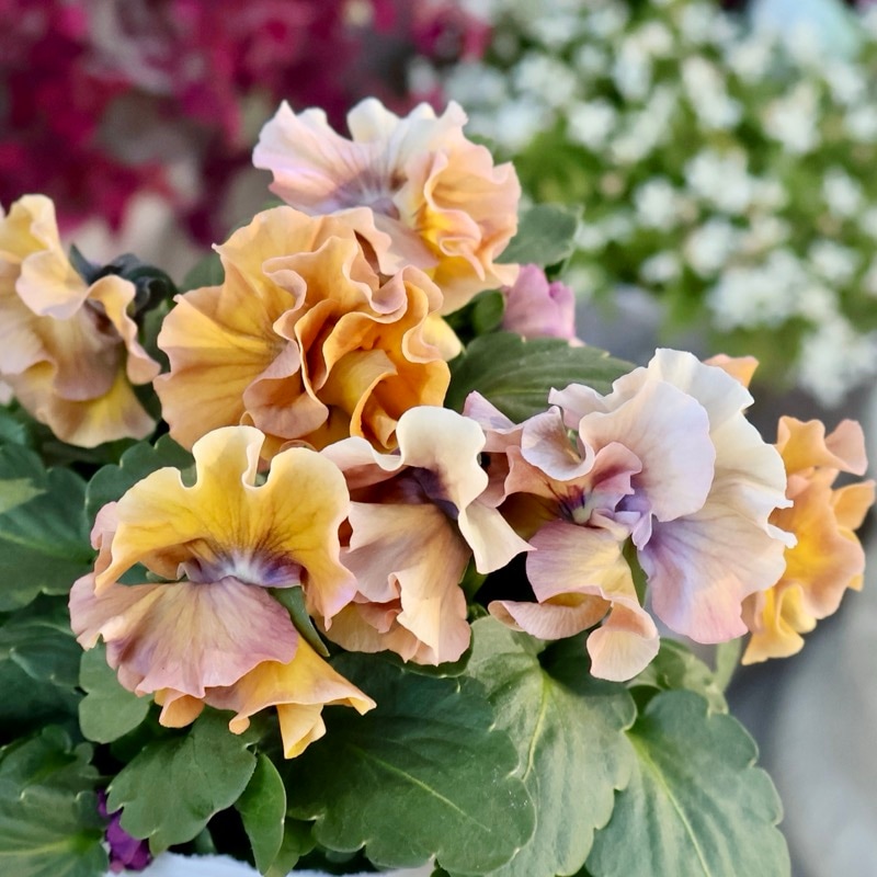 画像の現品1点限り★桐生ふぁ~む×花日和さんのビオラ「アイクルール」＜89番＞