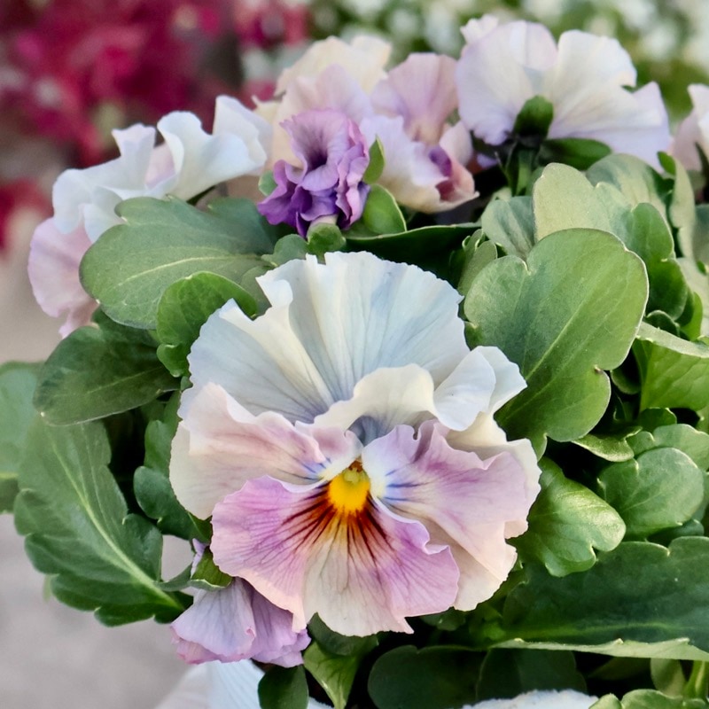 花日和さん育種フリル咲き「アイクルール」・2025年12月中下旬ごろ販売