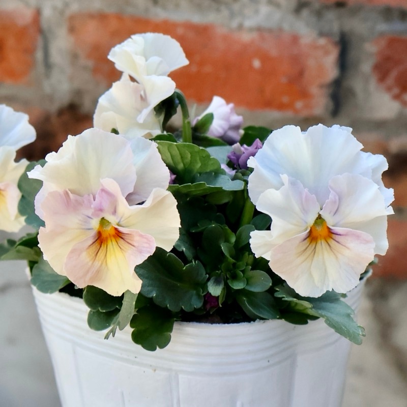 画像の現品1点限り☆桐生ふぁ~む×花日和さんのビオラ「アイクルール