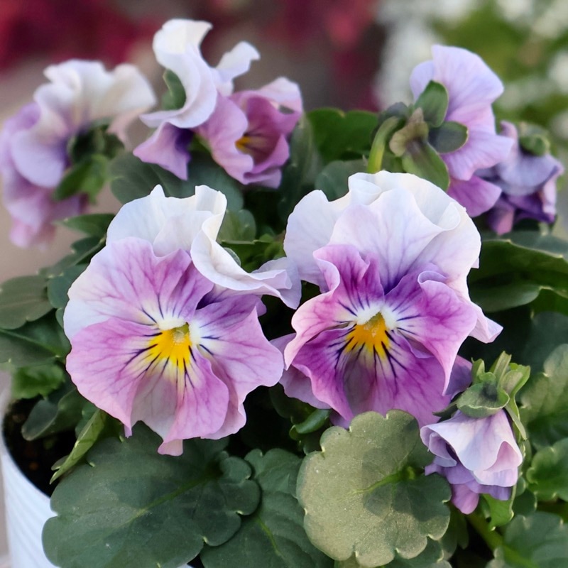 ＲＹＵビオラデコルテ✳︎ブルーイングアイクルール花苗フリルパンジー6株 RYUビオラデコルテ✳︎ブルーイングアイクルール花苗フリルパンジー