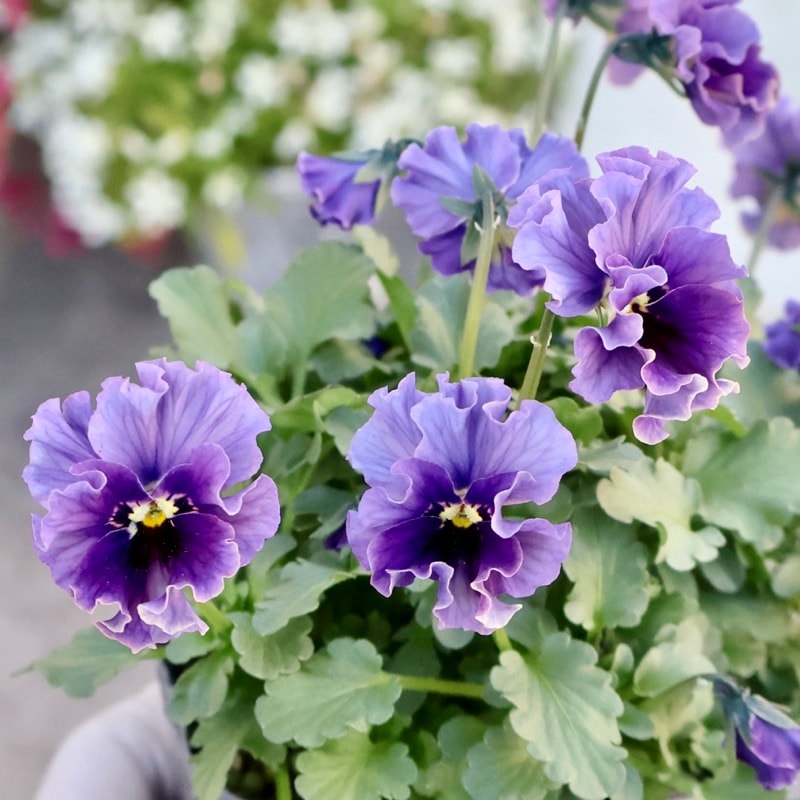 希少☆画像の現品1点限り★石川園芸さんの小輪ビオラ「マイガール」17番