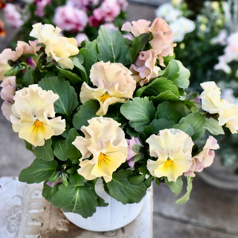 《画像の現品1点限り》超良株☆花日和さんのフリル咲きビオラ「華あられ」＜25SP13＞　