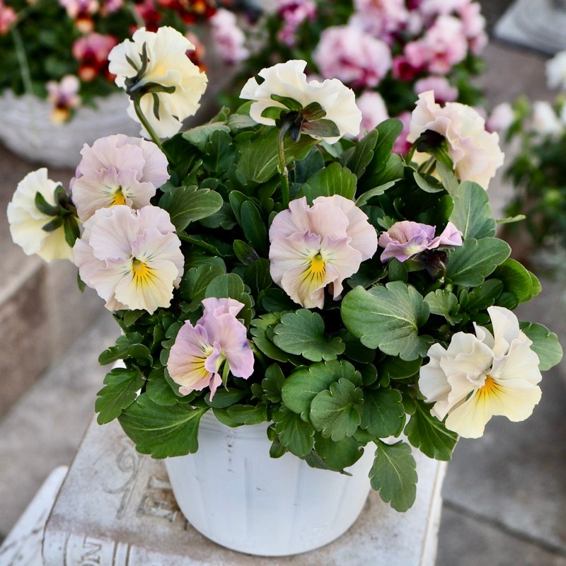 《画像の現品1点限り》超良株☆花日和さんのフリル咲きビオラ「華あられ」＜25SP14＞　