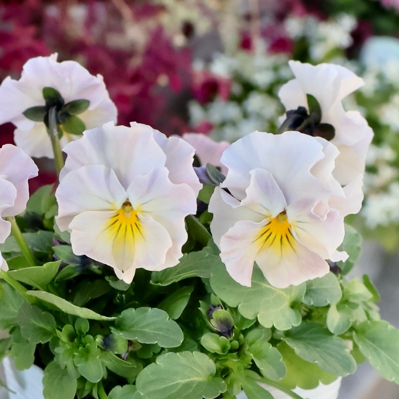 《画像の現品1点限り》超良株☆花日和さんのフリル咲きビオラ「華あられ」＜25SP15＞　