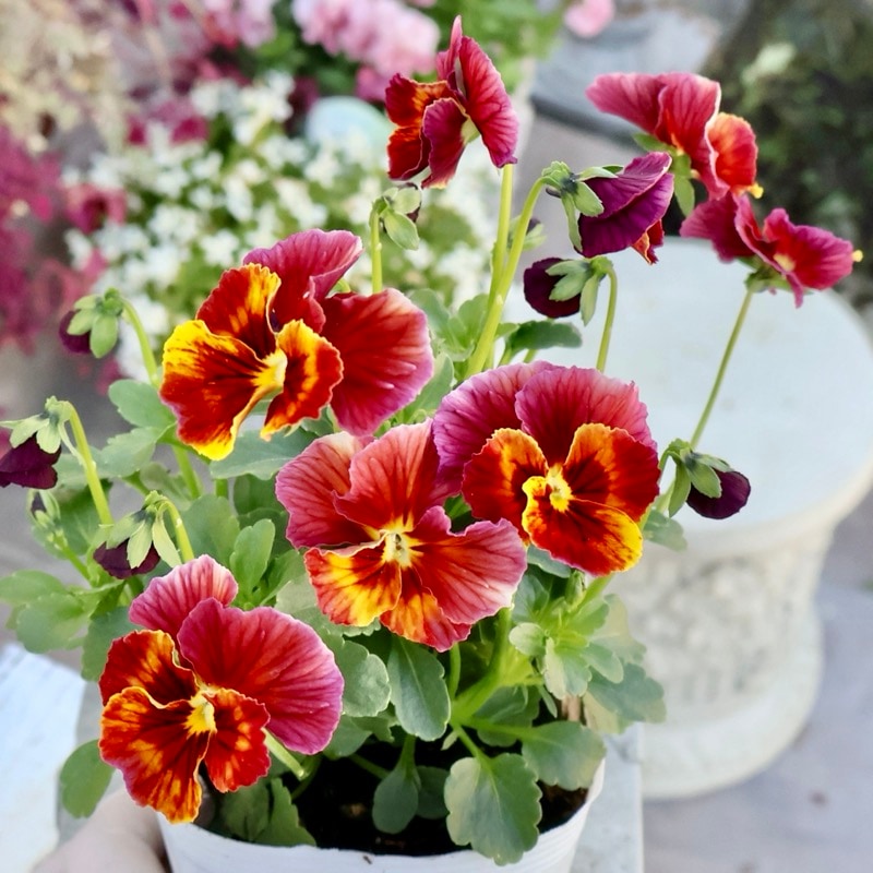 画像の現品1点限り!! うえたオリジナルビオラ「キューティーベイン」＜32＞