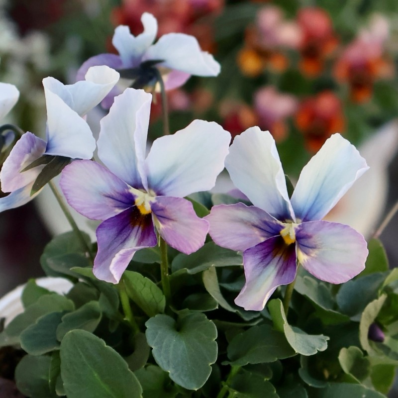 《2025年NEW画像撮影》画像の現品1点限り!!うえたビオラ「パピヨンワールド」327番 