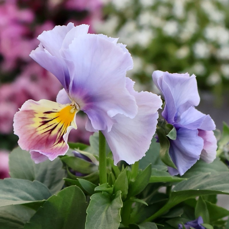 《画像の現品1点限り》アイデアルフラワー・大牟田さんのビオラevolve(エボルベ)オーララ＜48番＞