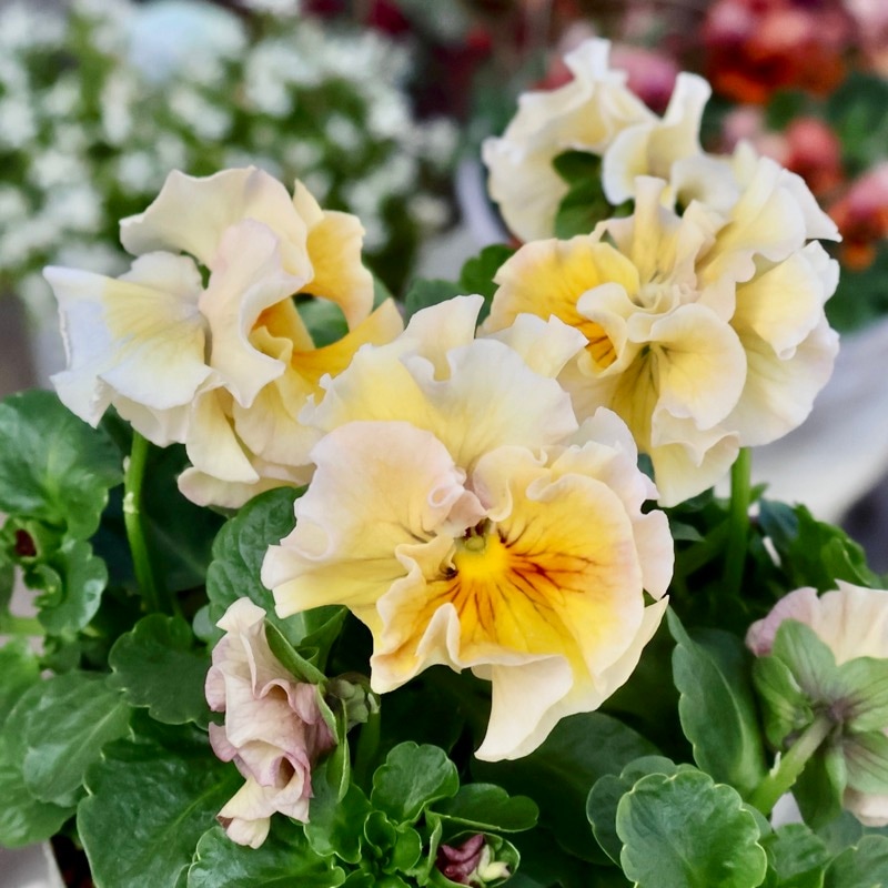 ガーデニング雑貨と花苗のセレクトショップ～風散歩～