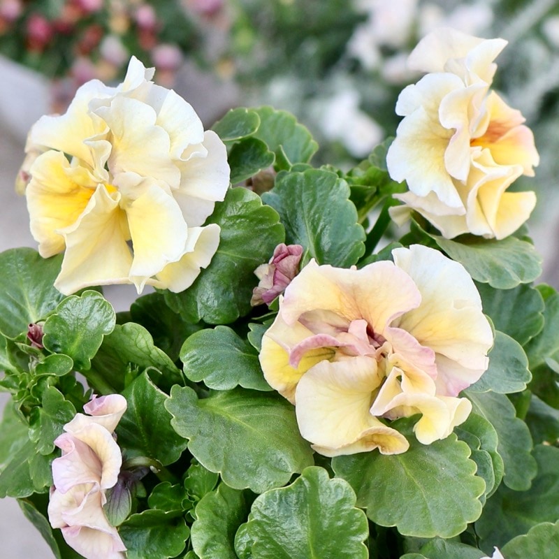 メーカー品種「パンジー」＆「ビオラ」・2025年11月ごろ販売開始・～風