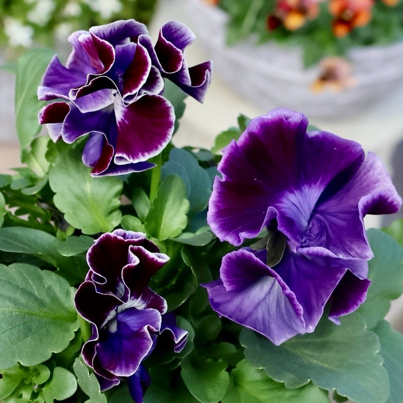 超希少★限定入荷の試作品種《画像の現品1点限り》フリルパンジー「リズ」12番