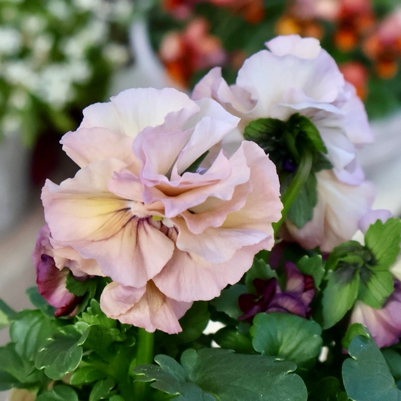 超希少★限定入荷の試作品種《画像の現品1点限り》フリルパンジー「リズ」13番