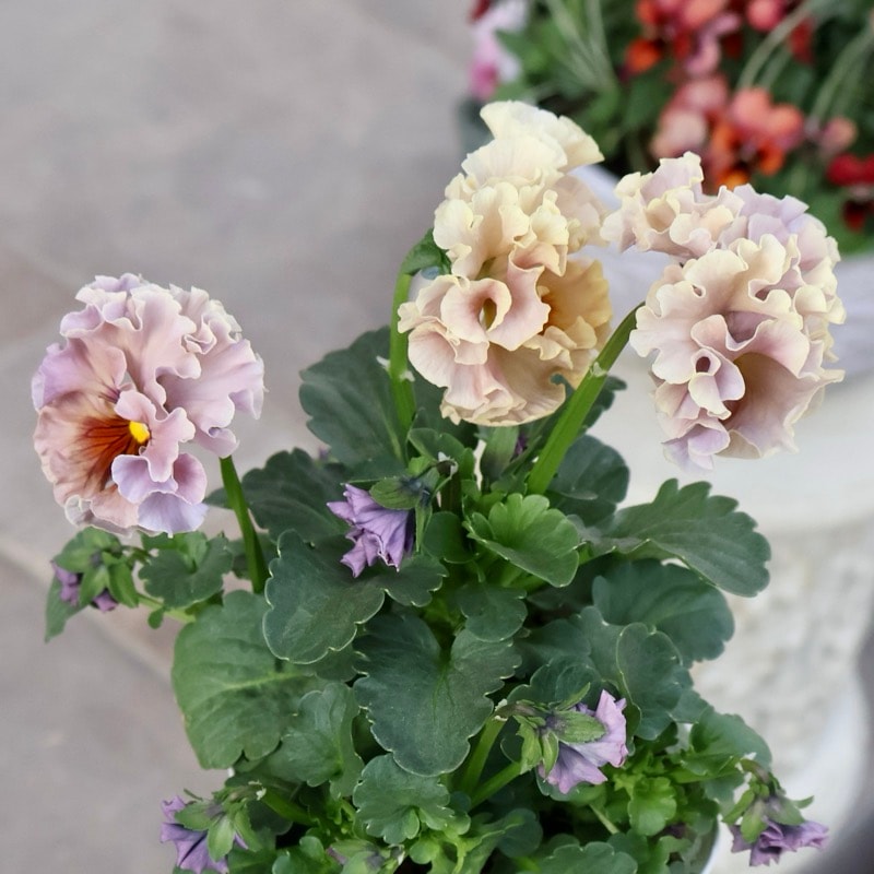 画像の現品1点限り》スペシャルなサトウ園芸さんのパンジー・ローブ