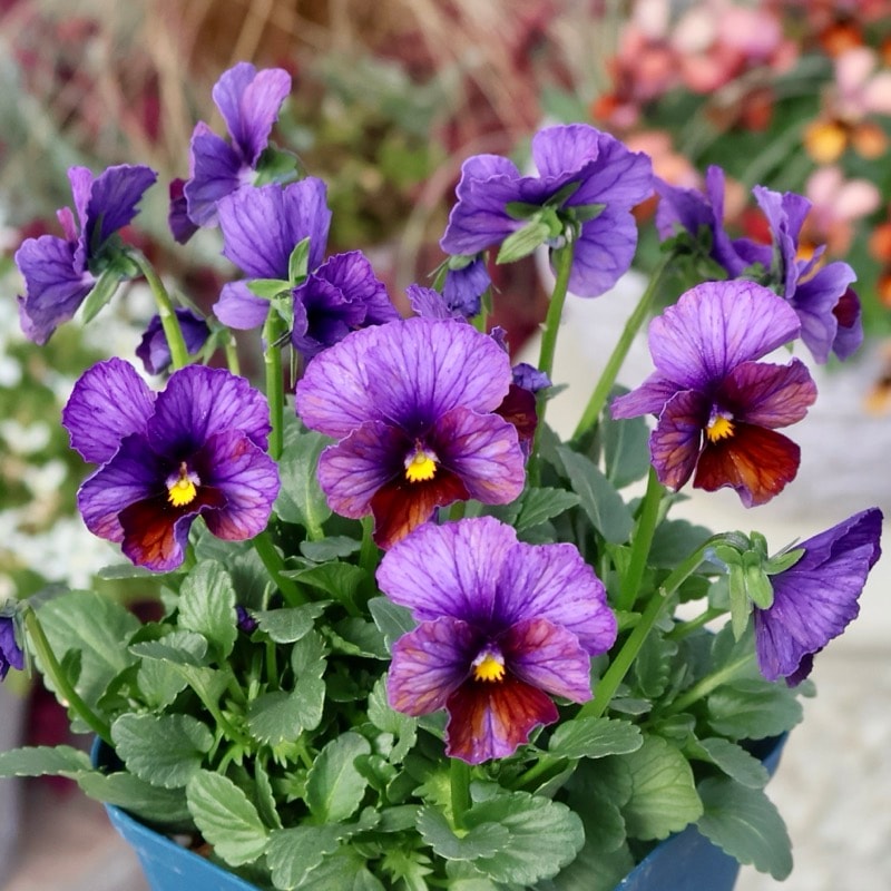 サトウ園芸さん育種「ヌーヴェルヴァーグ」・2025年10月下旬ごろ販売