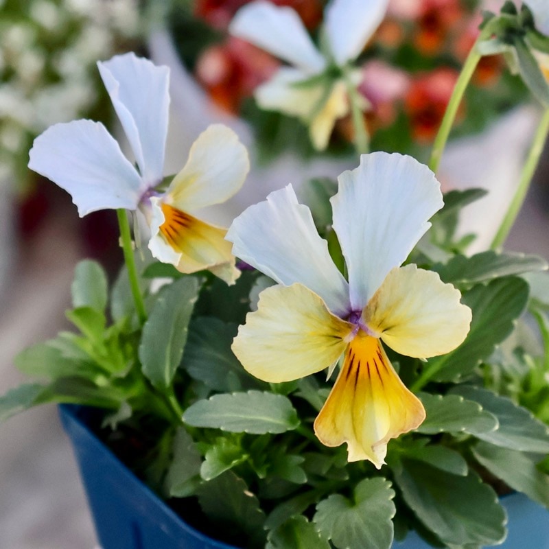 花類 楽天市場】シンゾーン THE SHINZONE フラッシー フラワー スカート