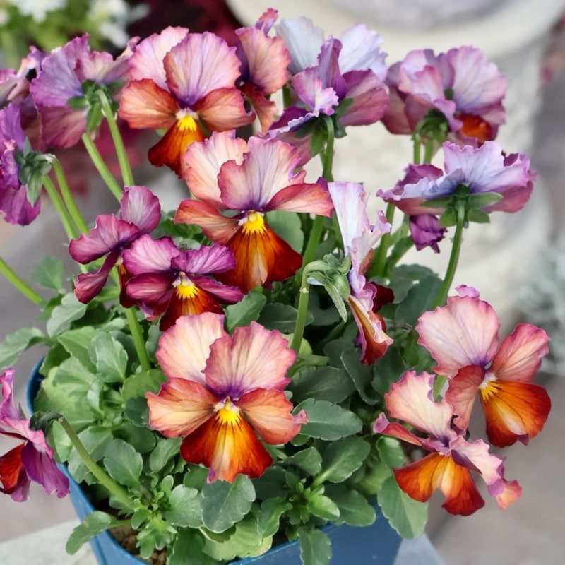 サトウ園芸さん育種「ヌーヴェルヴァーグ」・2025年10月下旬ごろ販売