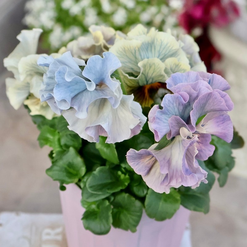 Rガーデンさん育種「フルール」・～風散歩～