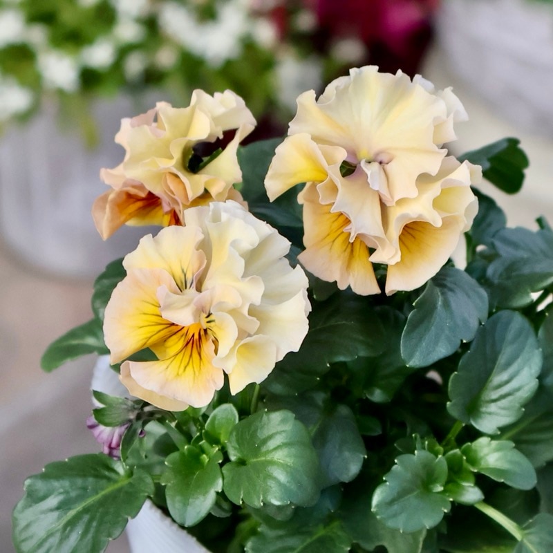 《画像の現品1点限り》 北島園芸さんのフリル咲きビオラ「ドレープ・シエナ」71番　