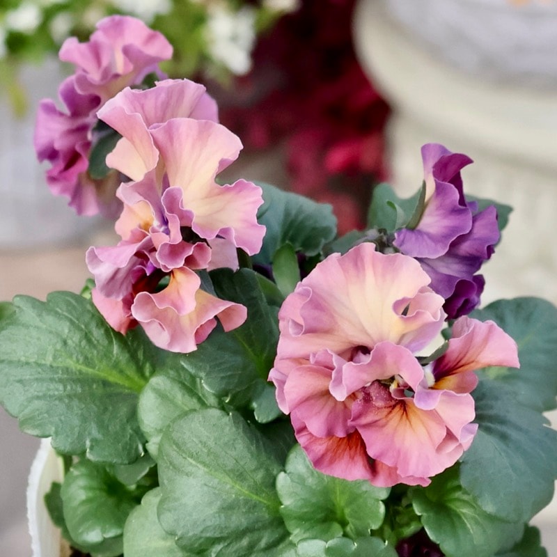 《画像の現品1点限り》 北島園芸さんのフリル咲きビオラ「ドレープ・シエナ」72番　