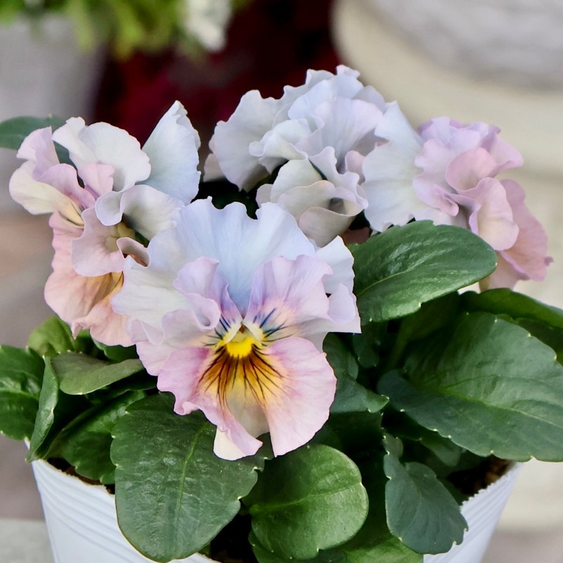 《画像の現品1点限り》 北島園芸さんのフリル咲きビオラ「ドレープ・シエナ」73番　