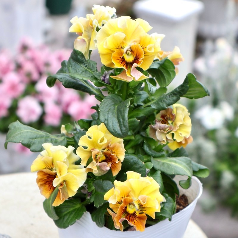 《画像の現品1点限り》 北島園芸さんのフリル咲きビオラ「ドレープ・シエナ」74番　