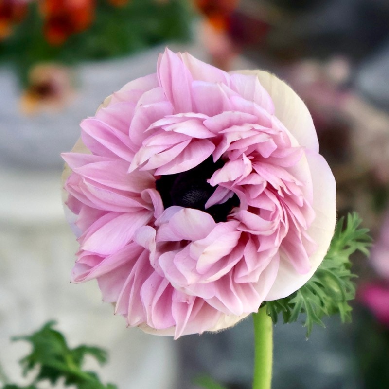 希少色《画像の現品1点限り》2年生株のプレミアム八重咲きアネモネ「パンドラ」51番